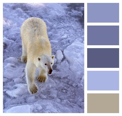 Bear Mammal Polar Bear Image